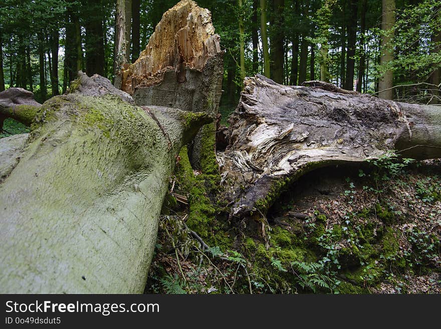 Tree, Woody Plant, Rock, Woodland