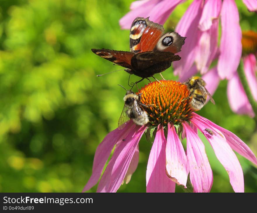 Flower, Nectar, Insect, Honey Bee