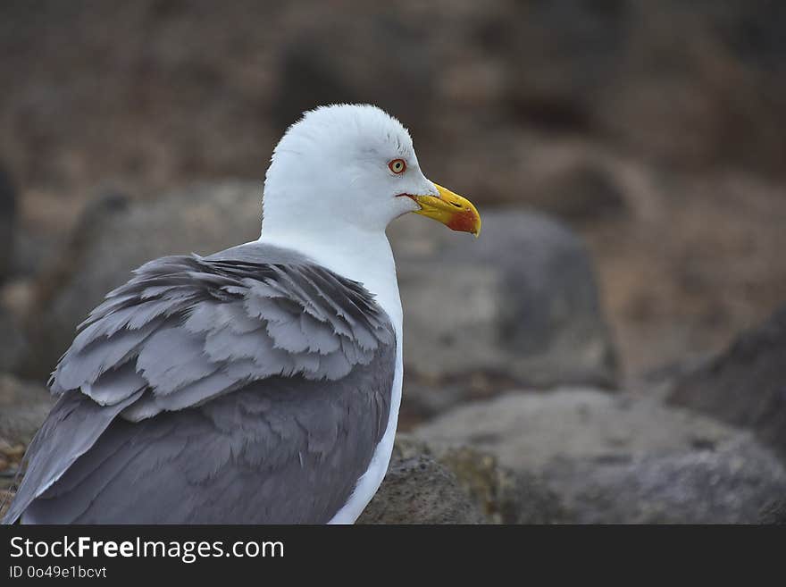 Bird, Gull, Beak, Seabird