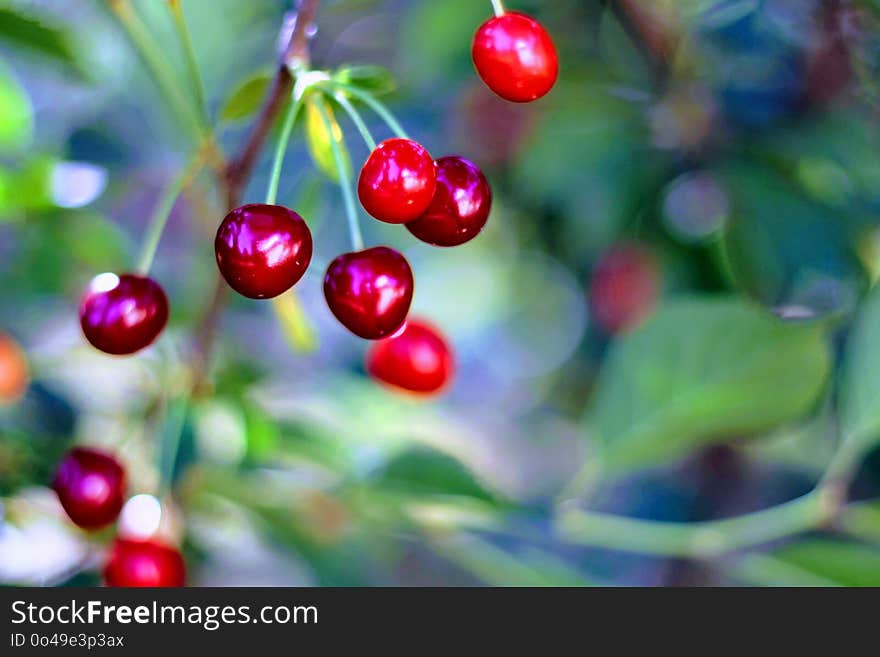 Cherry, Berry, Fruit, Close Up