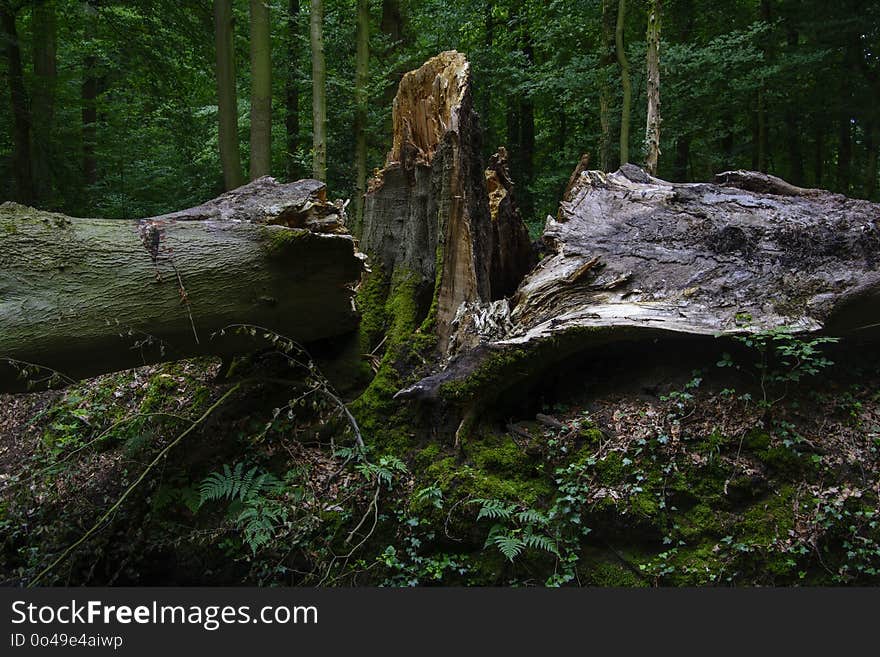 Nature, Woodland, Old Growth Forest, Tree