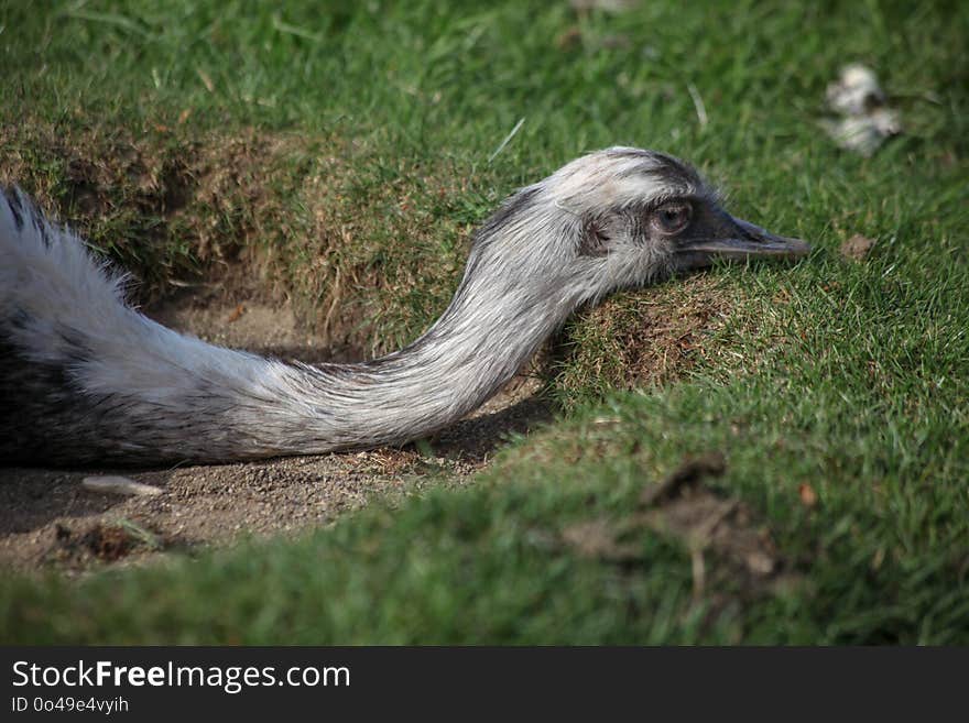 Fauna, Grass, Wildlife, Beak