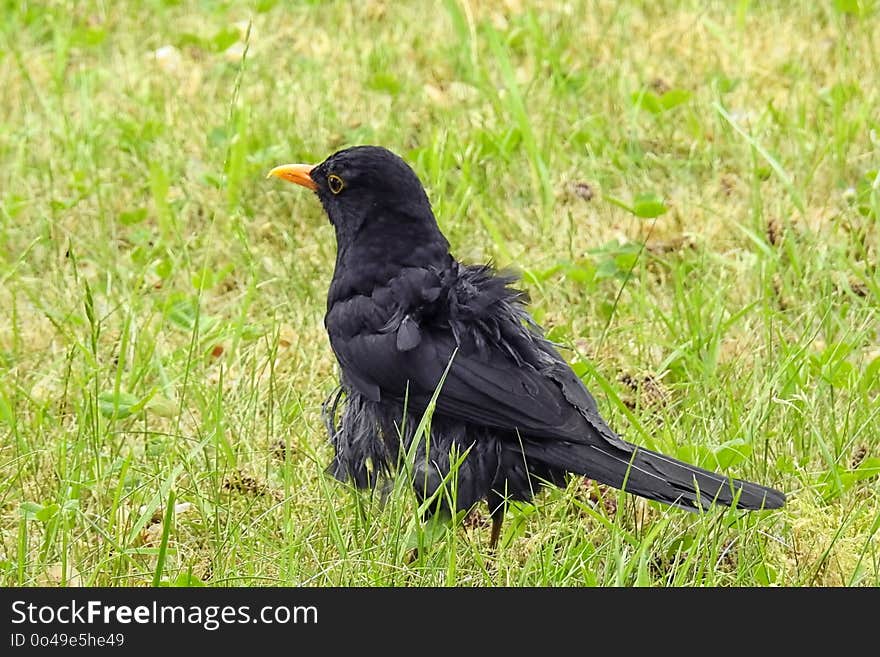 Bird, Blackbird, Beak, Grass