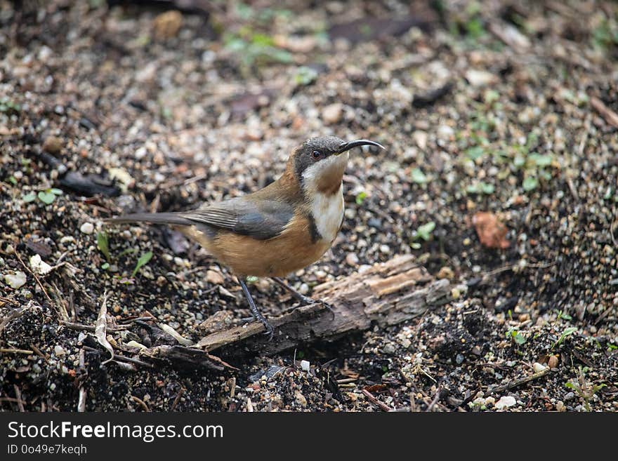 Bird, Fauna, Beak, Old World Flycatcher