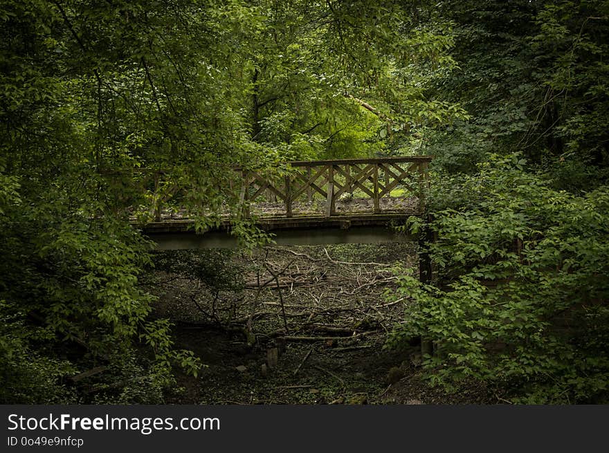 Nature, Green, Vegetation, Water