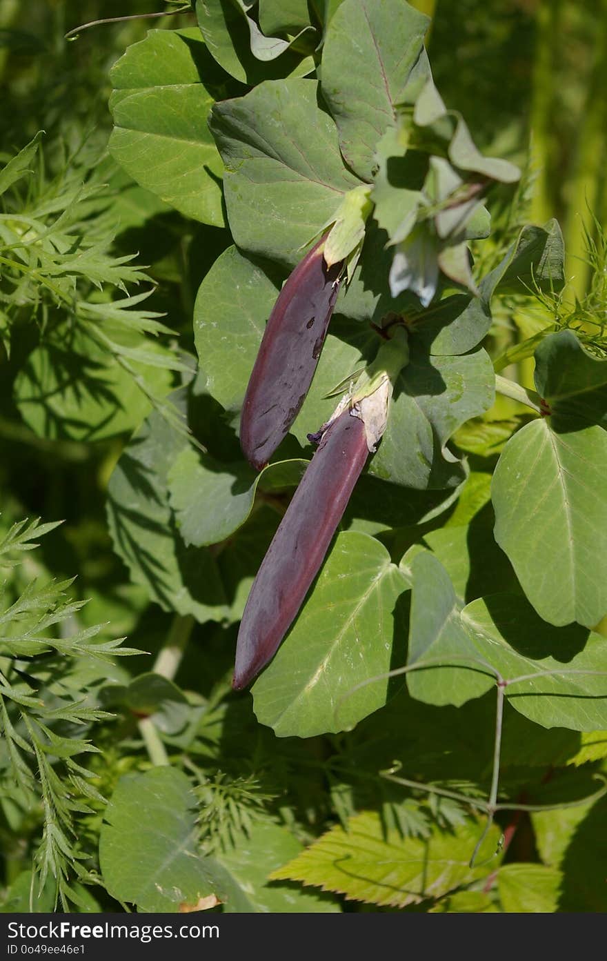 Plant, Leaf, Flora, Flower