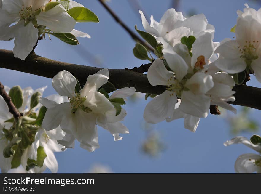 Blossom, Branch, Spring, Flower