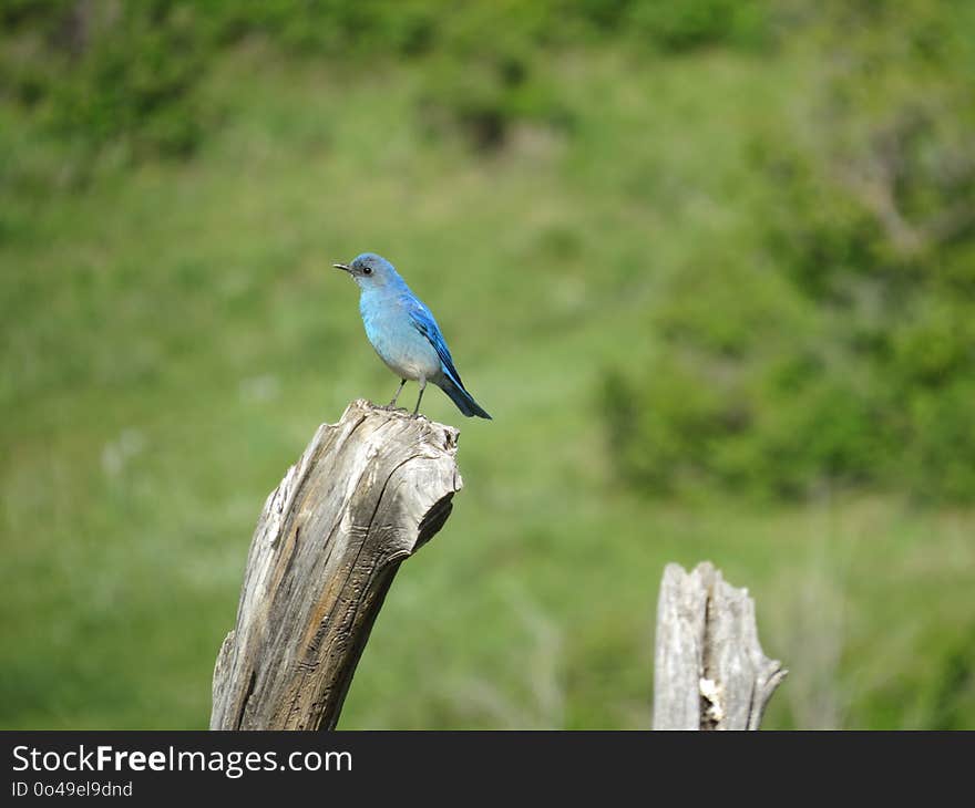 Bird, Bluebird, Ecosystem, Fauna