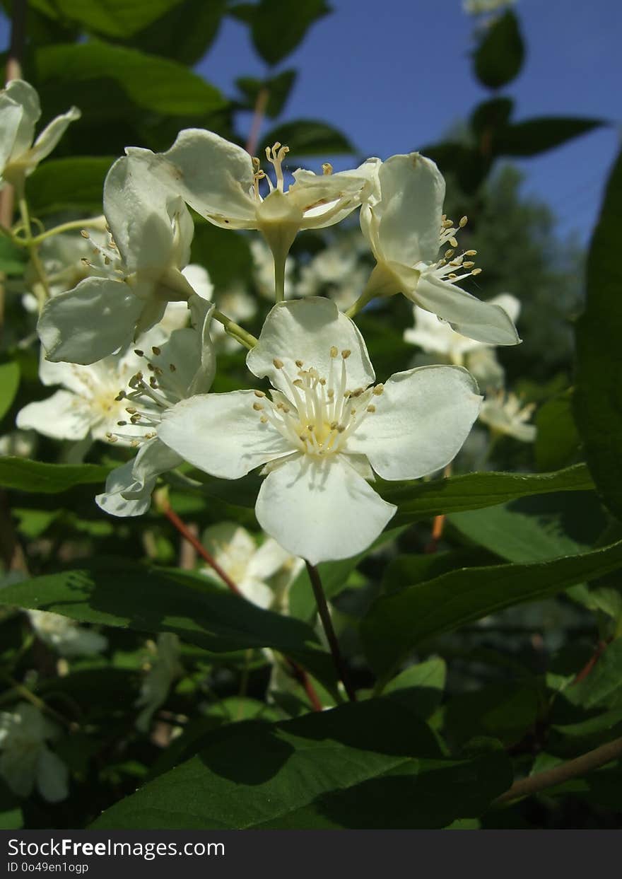 Plant, Flower, Spring, Rose Family