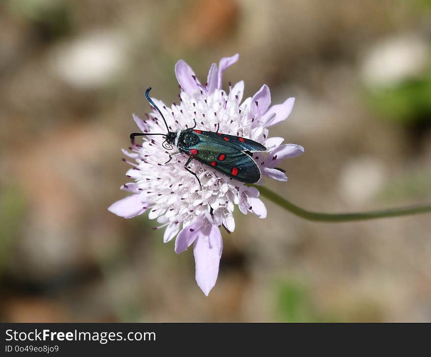 Flower, Flora, Purple, Insect