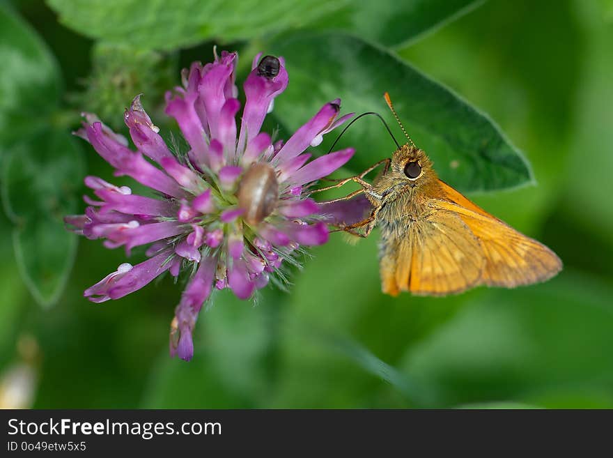 Butterfly, Nectar, Insect, Moths And Butterflies