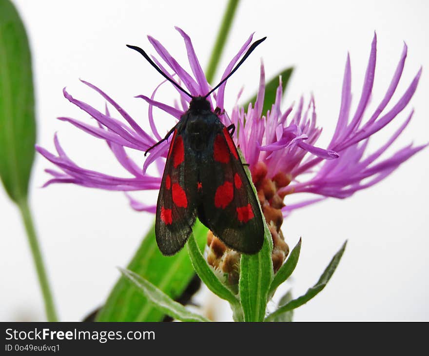 Insect, Moth, Invertebrate, Moths And Butterflies