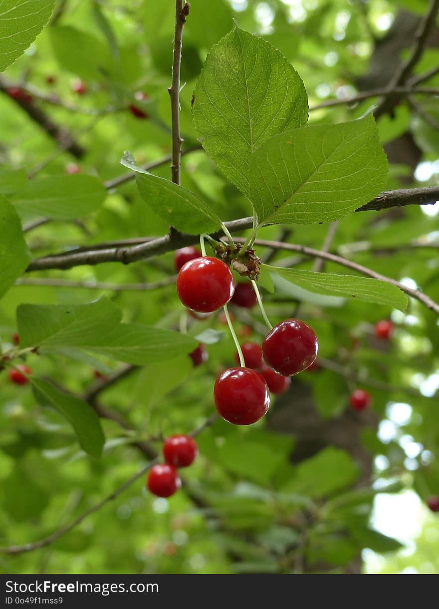 Cherry, Berry, Fruit, Schisandra