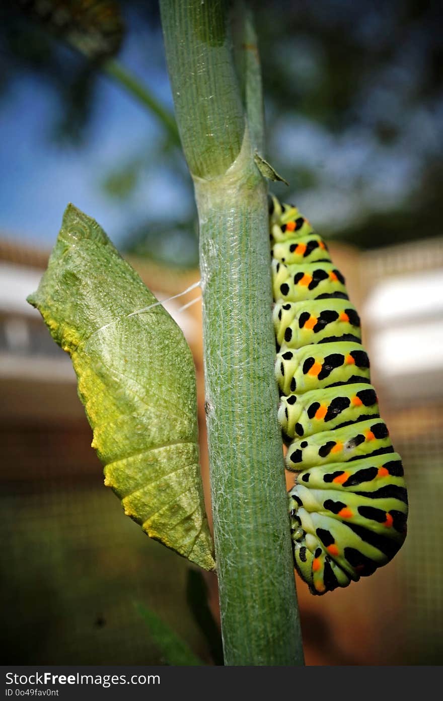 Caterpillar, Larva, Leaf, Flora