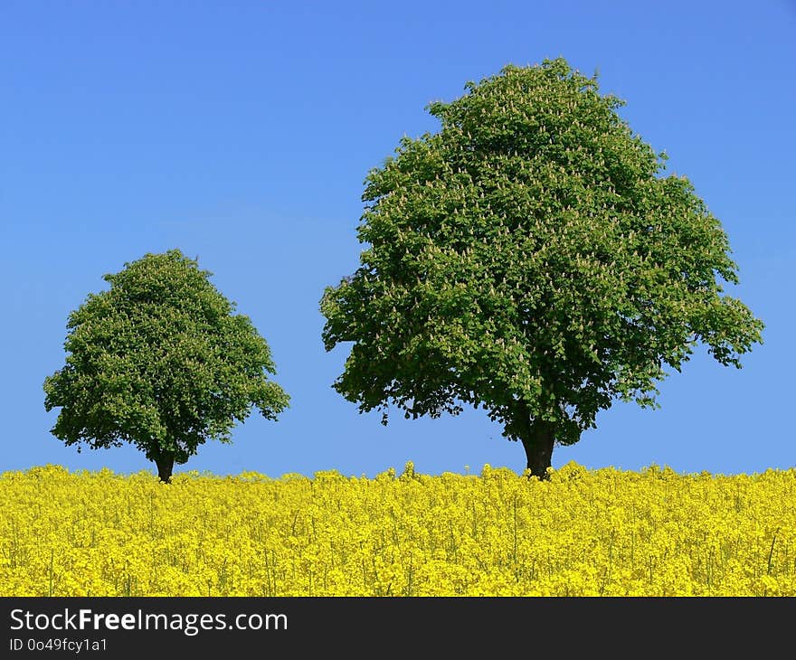 Tree, Sky, Field, Vegetation