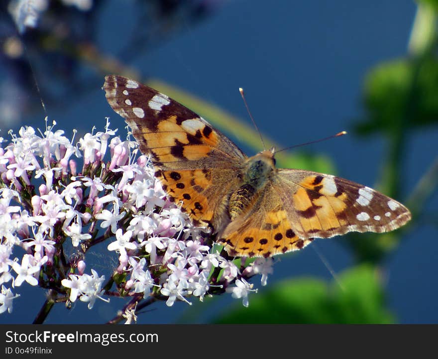 Butterfly, Insect, Moths And Butterflies, Brush Footed Butterfly