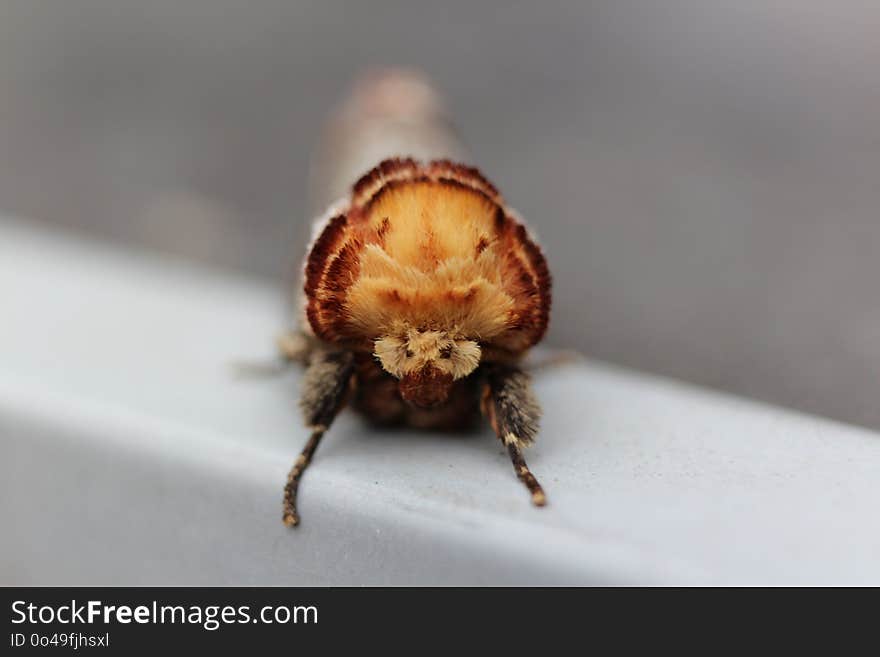 Insect, Invertebrate, Macro Photography, Araneus