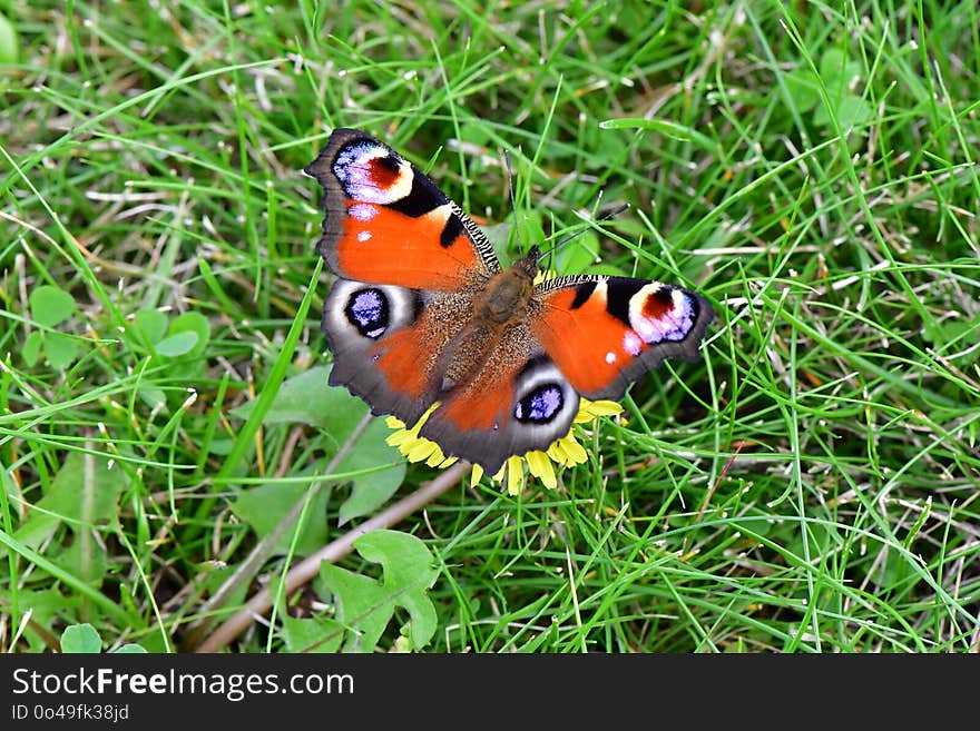 Butterfly, Insect, Moths And Butterflies, Invertebrate