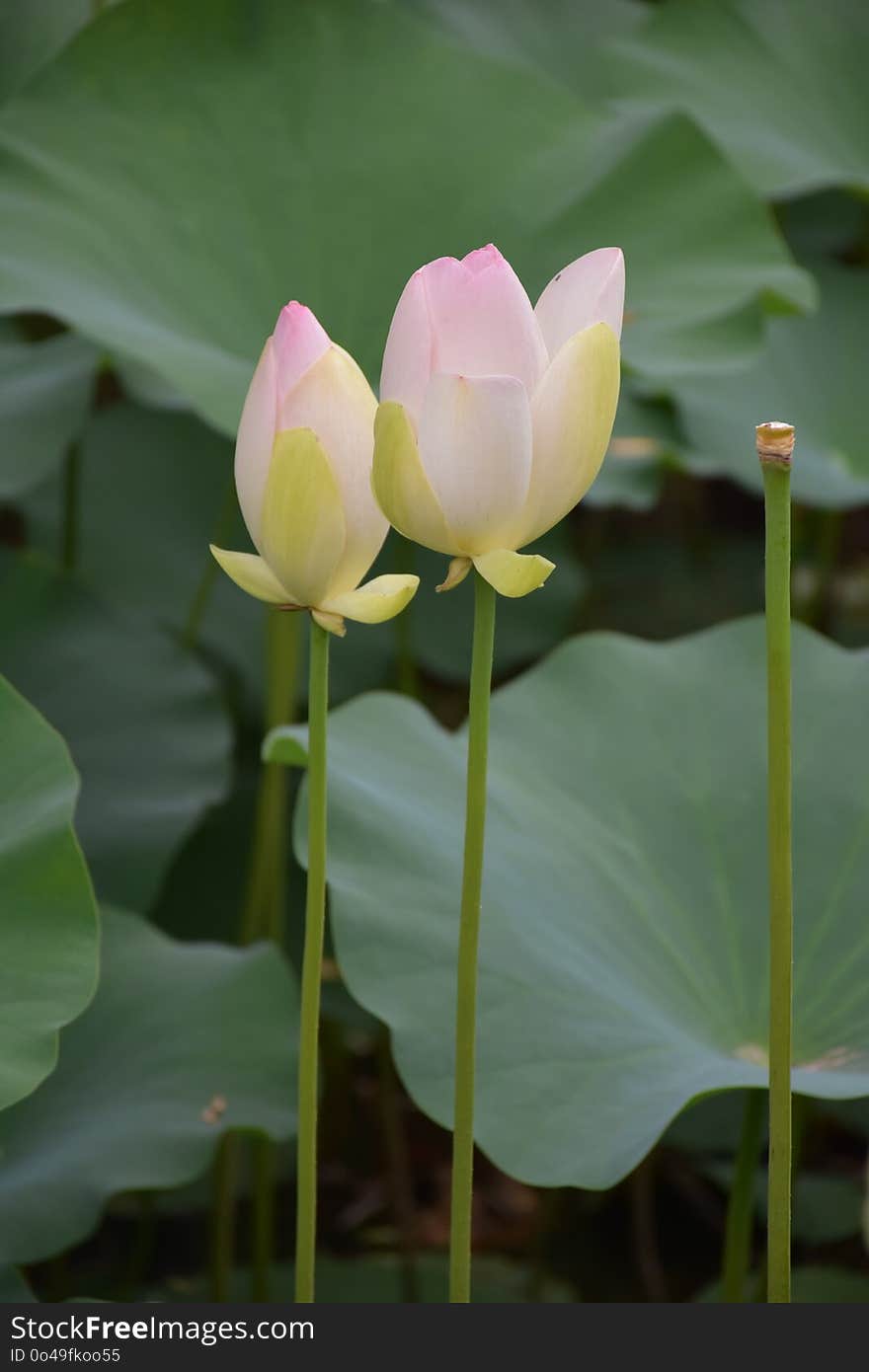 Flower, Lotus, Sacred Lotus, Plant