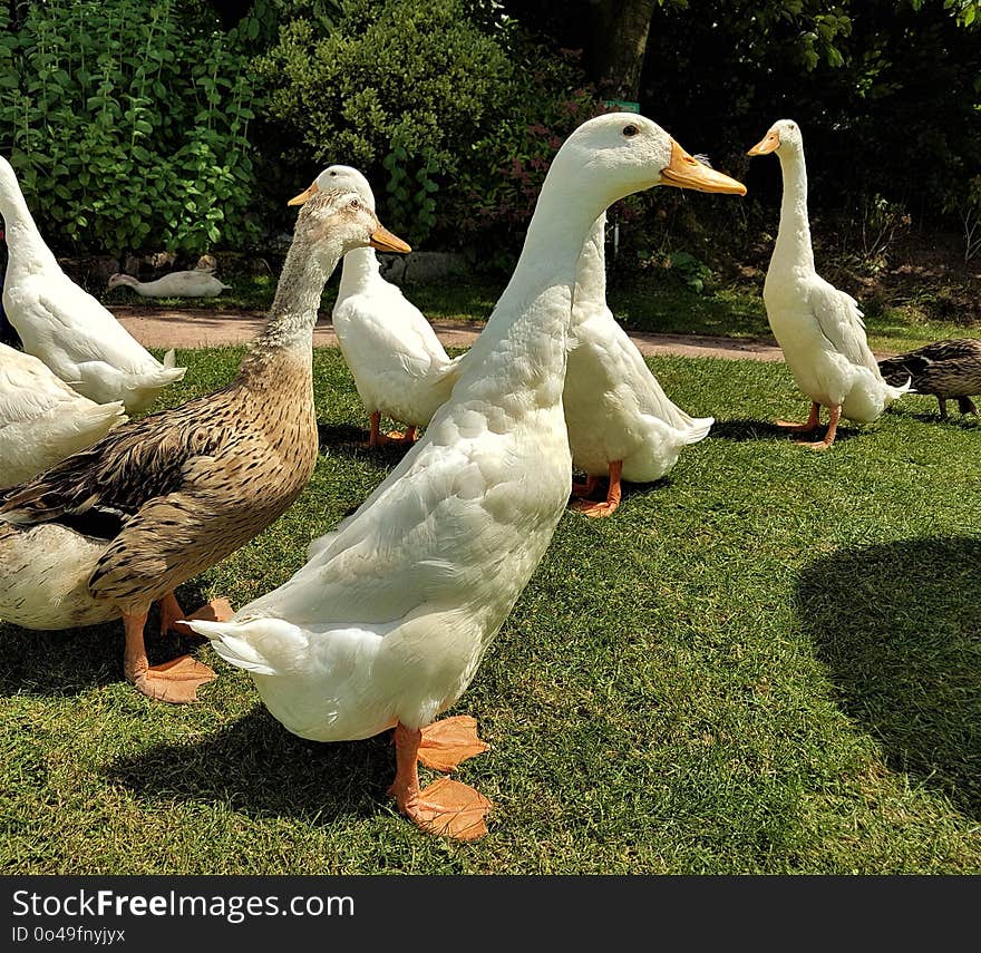 Duck, Bird, Water Bird, Ducks Geese And Swans