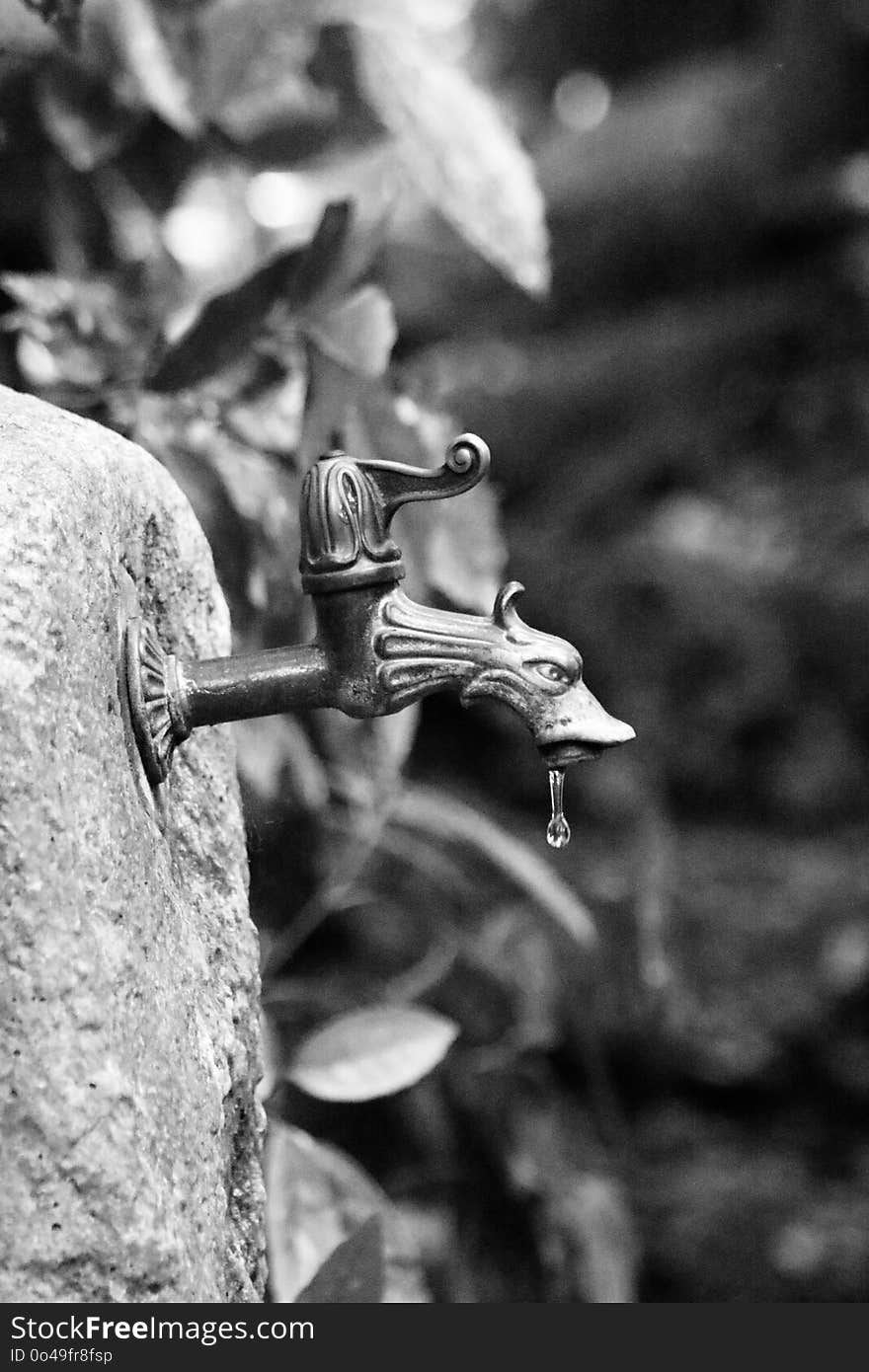 Black And White, Monochrome Photography, Flora, Leaf