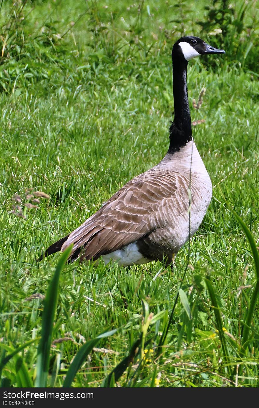 Bird, Ecosystem, Goose, Fauna