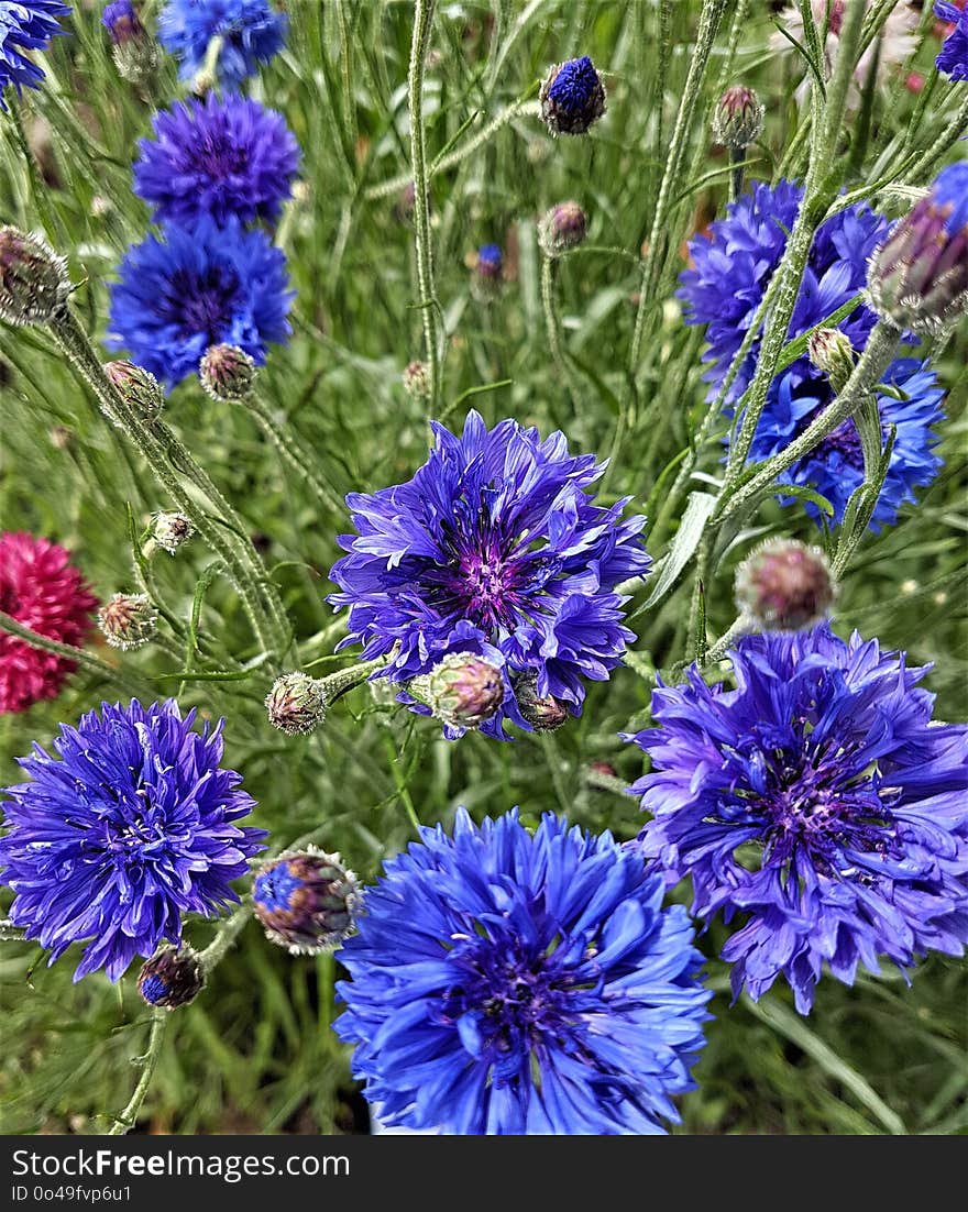 Flower, Plant, Purple, Annual Plant