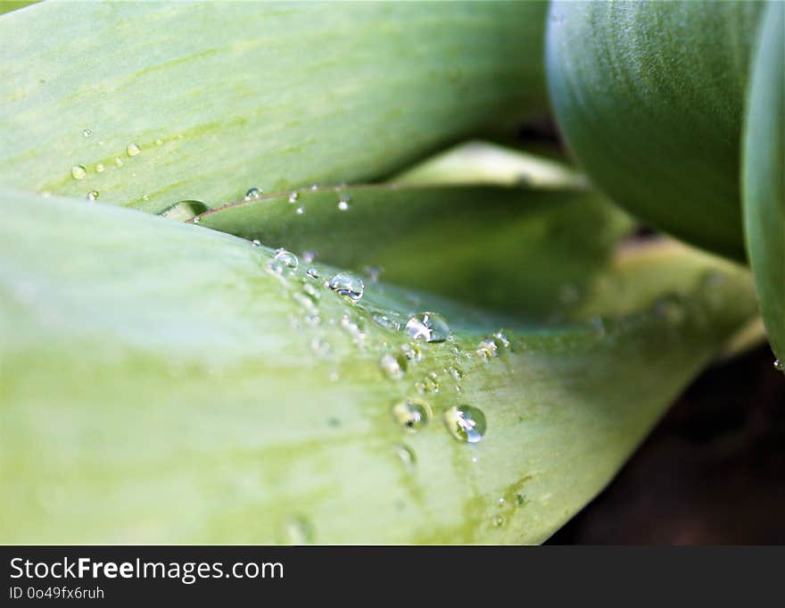 Water, Leaf, Drop, Close Up