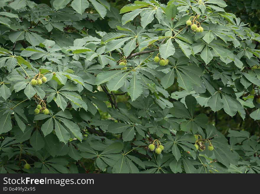 Plant, Leaf, Tree