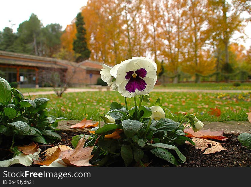 Flower, Plant, Flora, Spring