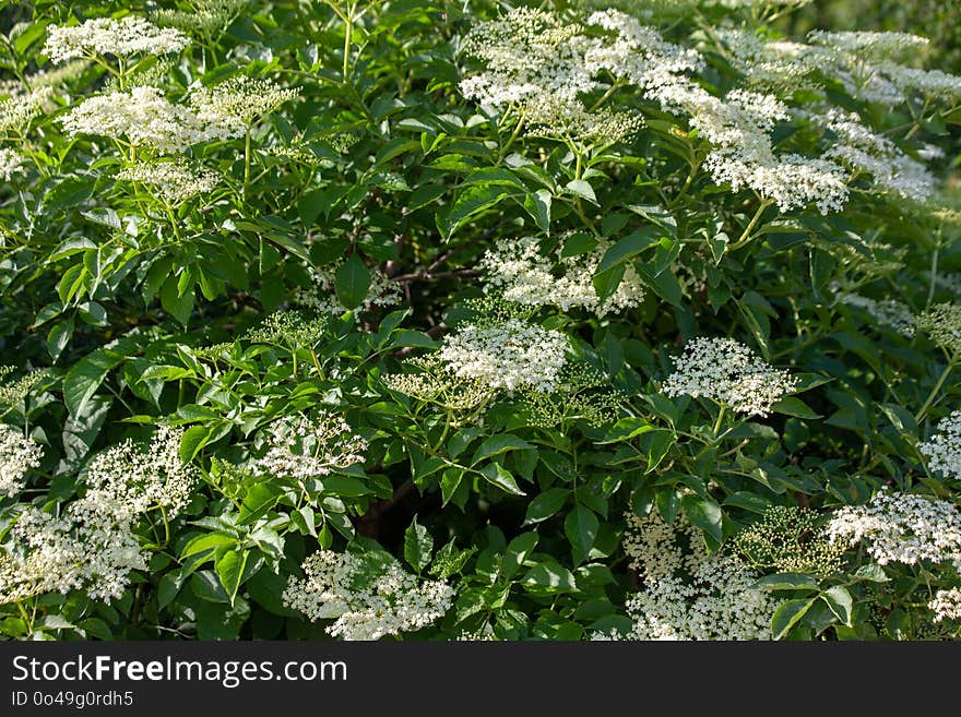 Plant, Nannyberry, Flora, Elderberry