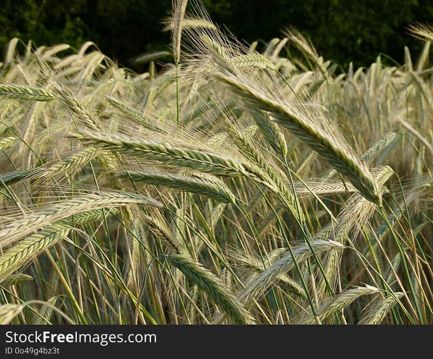 Triticale, Food Grain, Grass Family, Vegetation