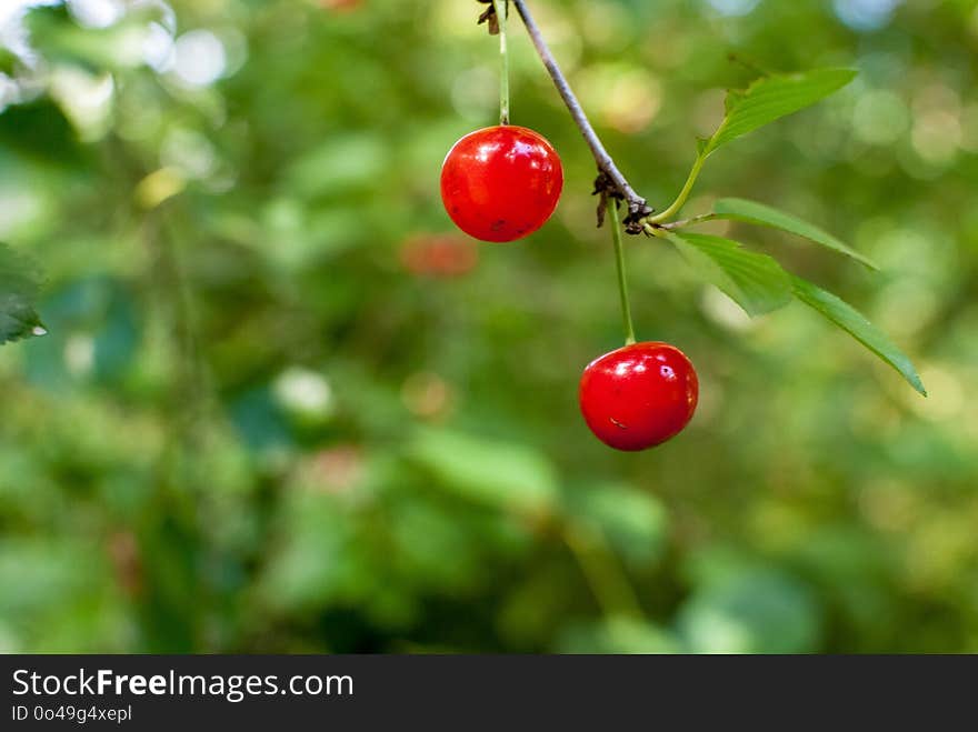 Cherry, Fruit, Berry, Branch