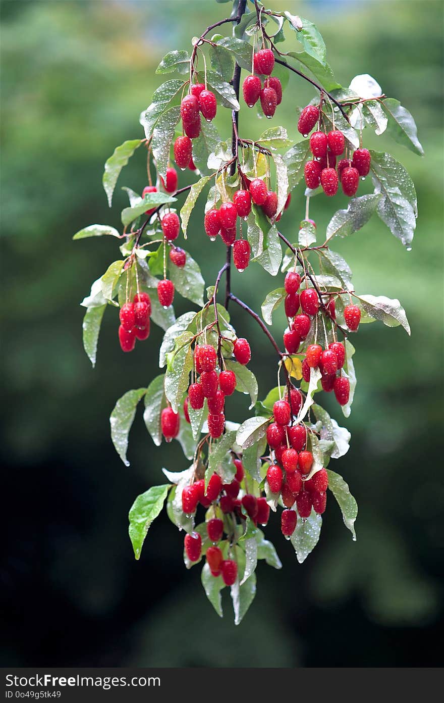 Plant, Flora, Berry, Buffaloberries