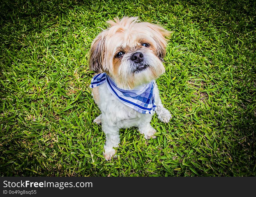 Dog Breed, Dog, Dog Like Mammal, Grass