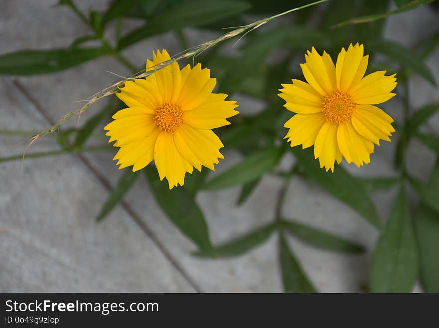 Flower, Yellow, Plant, Flora