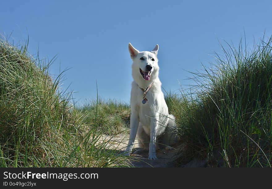 Dog Like Mammal, Dog, Dog Breed Group, Dog Breed