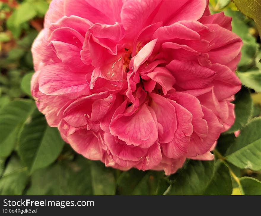 Flower, Pink, Plant, Rose