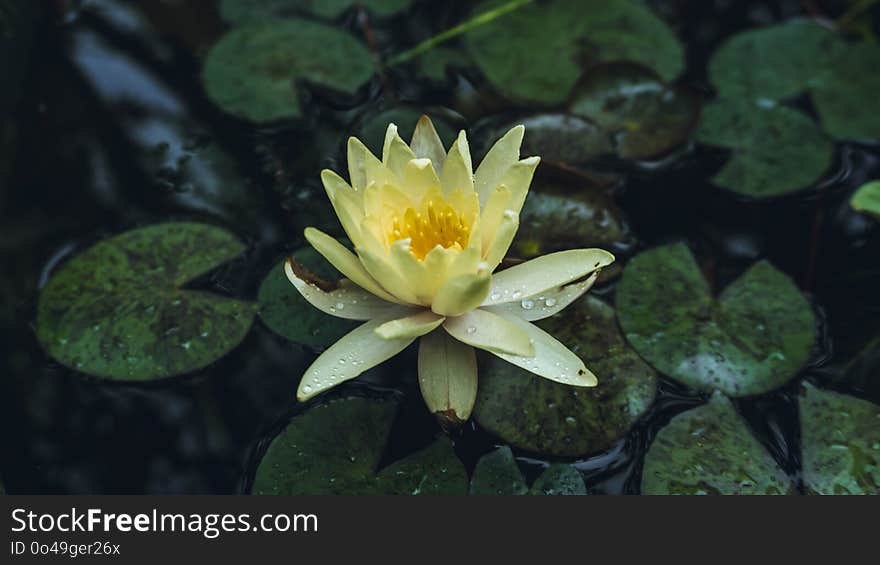 Flower, Flora, Plant, Yellow