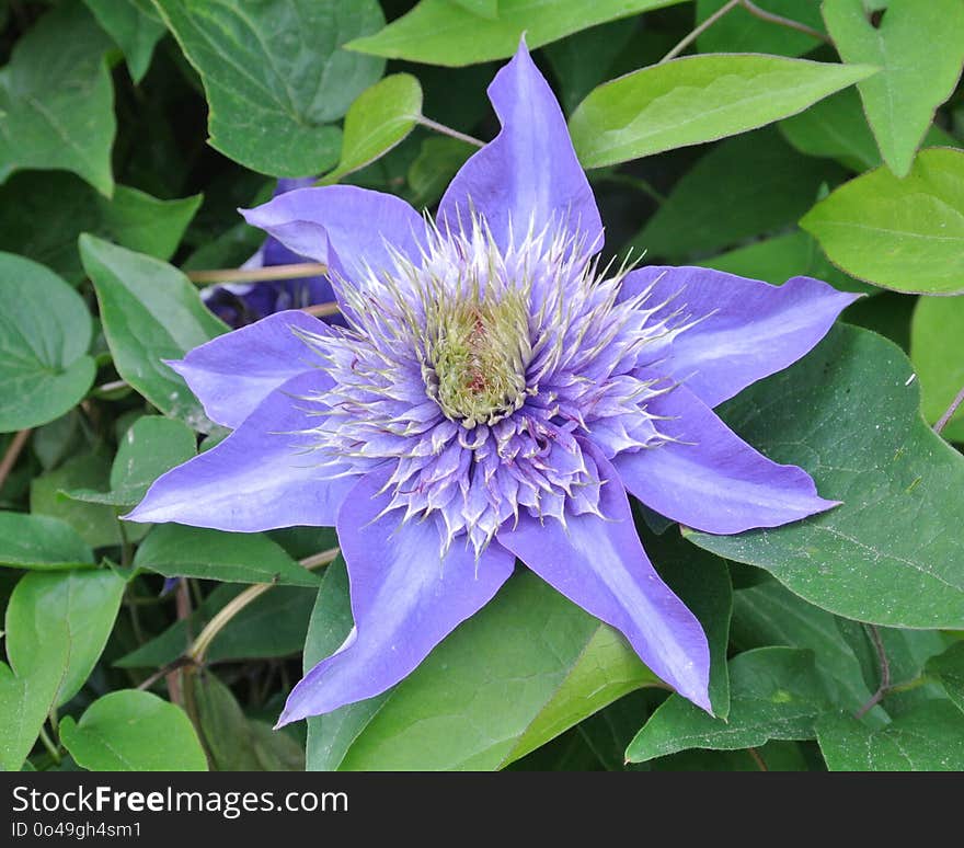 Flower, Plant, Flora, Clematis