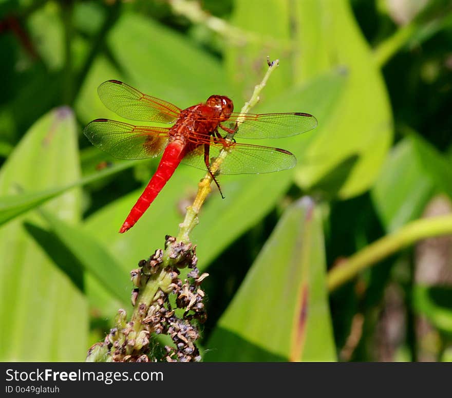 Dragonfly, Insect, Dragonflies And Damseflies, Invertebrate