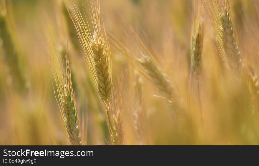 Food Grain, Wheat, Barley, Field