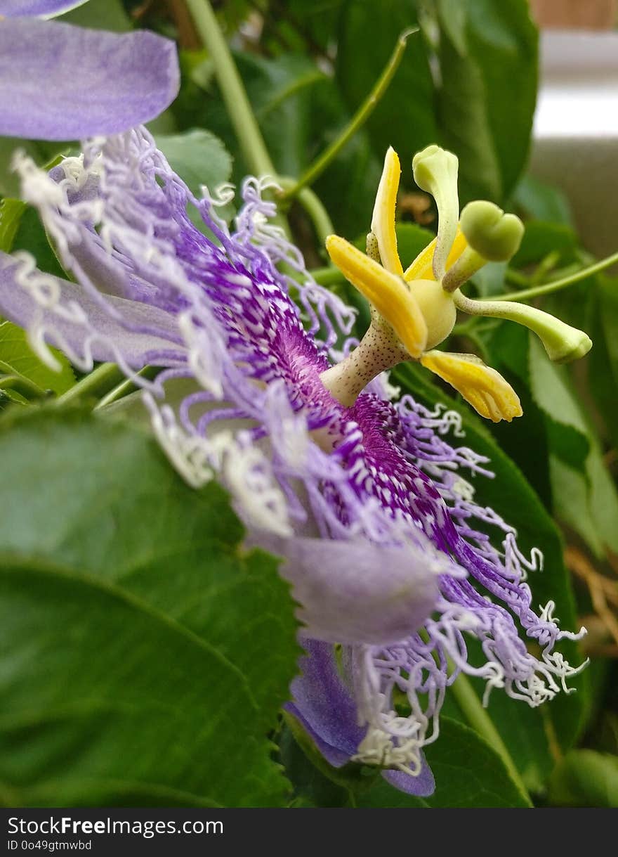 Plant, Flower, Flora, Passion Flower