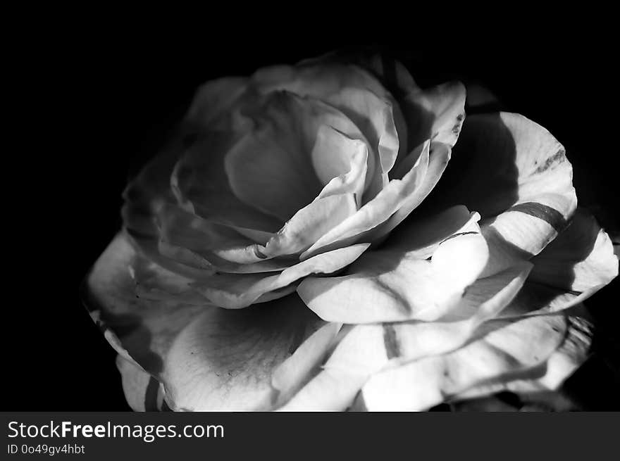 Flower, White, Black And White, Black