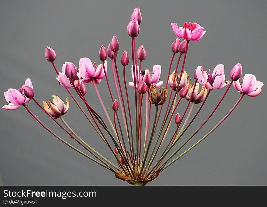 Flower, Pink, Plant, Flowering Plant