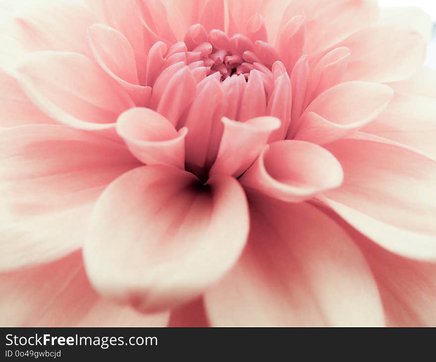 Flower, Pink, Flowering Plant, Petal