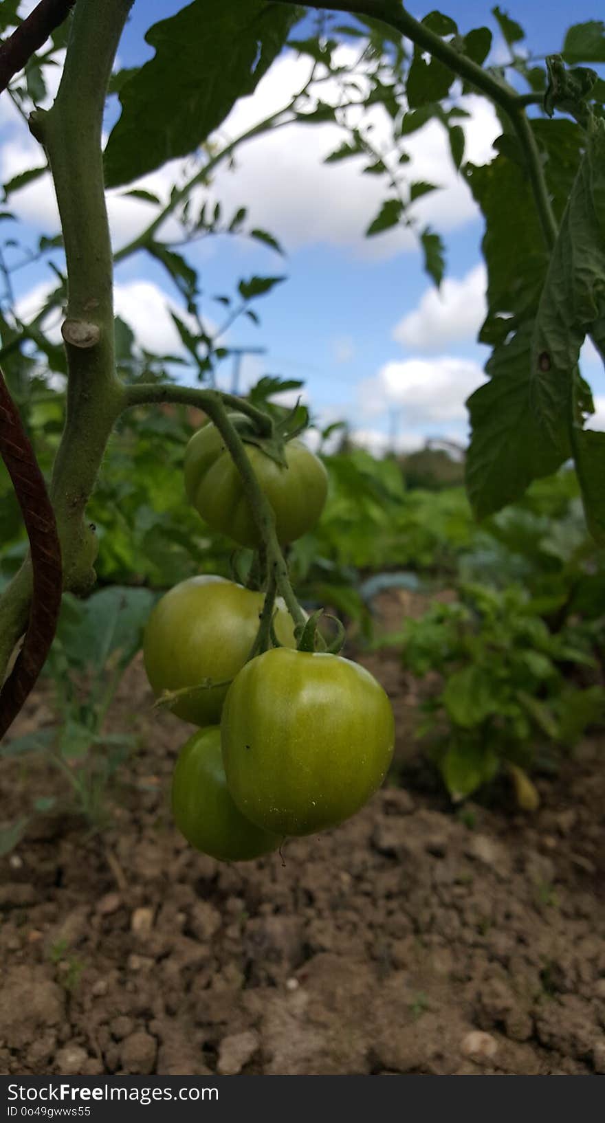 Fruit, Fruit Tree, Produce, Plant