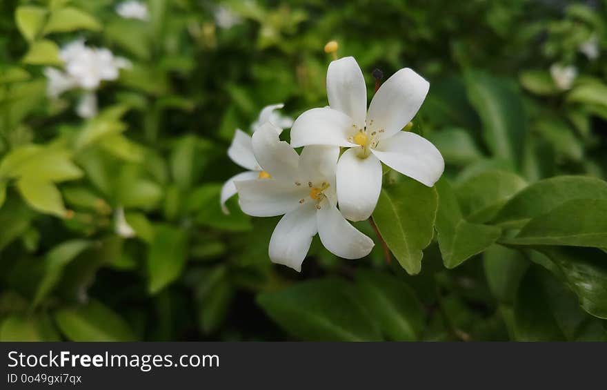 Flower, Plant, Flora, Jasmine