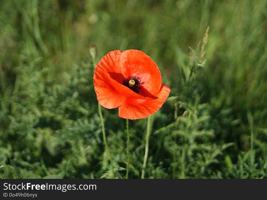 Flower, Wildflower, Poppy, Vegetation