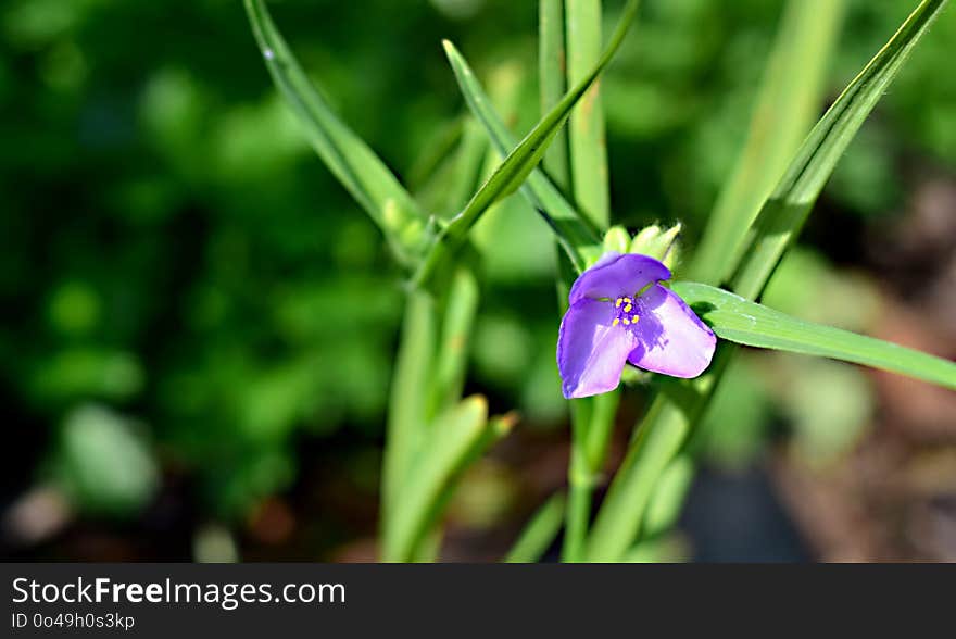 Flora, Plant, Flower, Flowering Plant